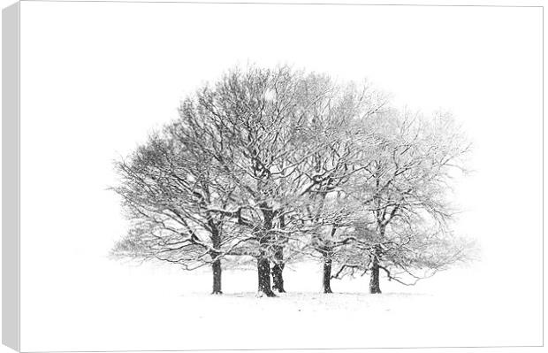 Tree Scape Canvas Print by Colin Tilley
