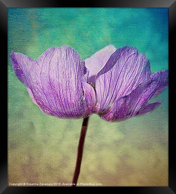 Purple Anemone. Framed Print by Rosanna Zavanaiu