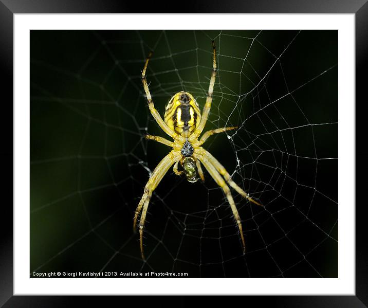 Spider Framed Mounted Print by Giorgi Kevlishvili