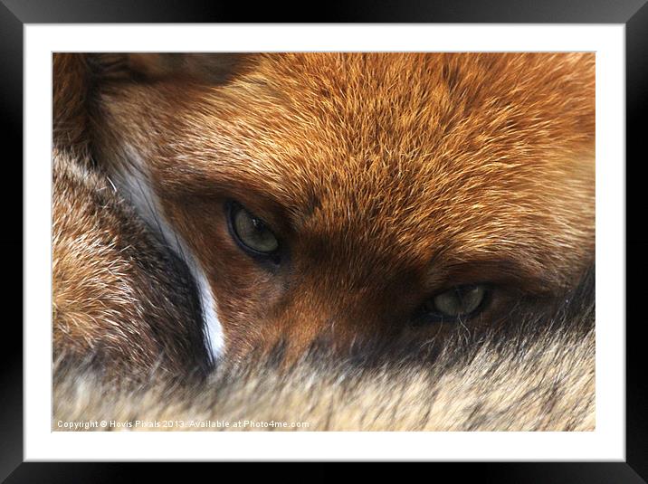 Red Fox Framed Mounted Print by Dave Burden