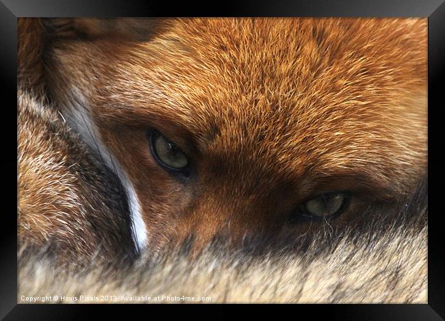 Red Fox Framed Print by Dave Burden