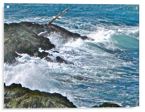 Lighthouse Cove Acrylic by David Davies