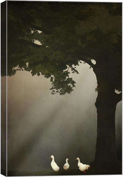A MEETING UNDER THE TREE Canvas Print by Tom York