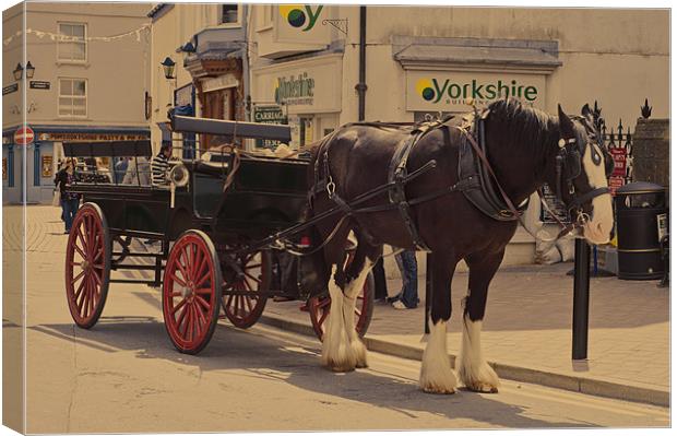 Horse and carriage Canvas Print by Steve Purnell
