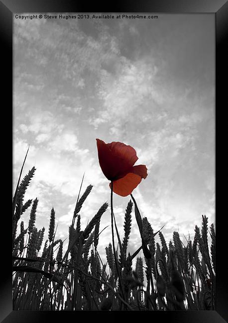 Red Poppy Amongst the Wheat Framed Print by Steve Hughes
