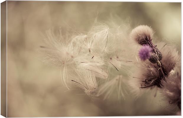 Thistle Seeds Leaving Home Canvas Print by Junwei Chu