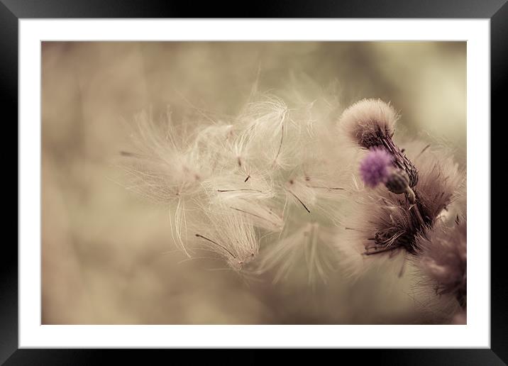 Thistle Seeds Leaving Home Framed Mounted Print by Junwei Chu
