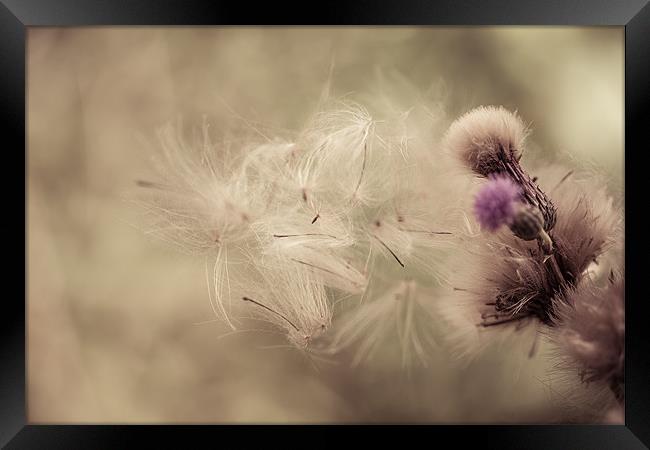 Thistle Seeds Leaving Home Framed Print by Junwei Chu