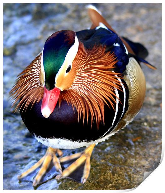 The Male Mandarin Duck Print by Mark Lee