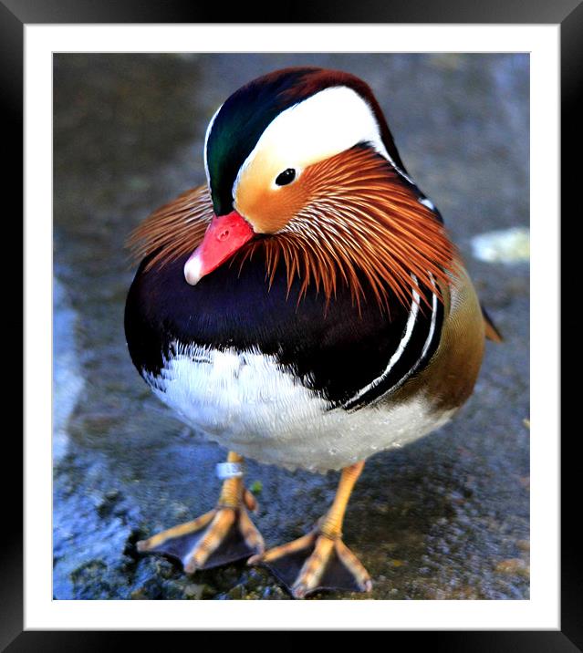 The Male Mandarin Duck Framed Mounted Print by Mark Lee