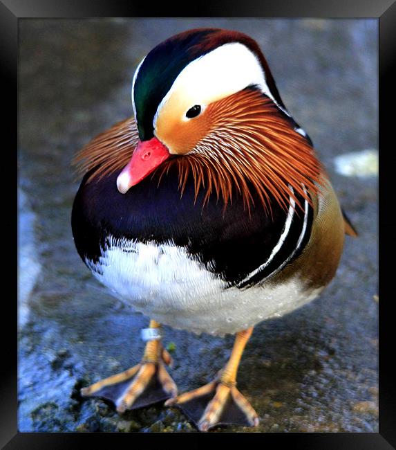 The Male Mandarin Duck Framed Print by Mark Lee