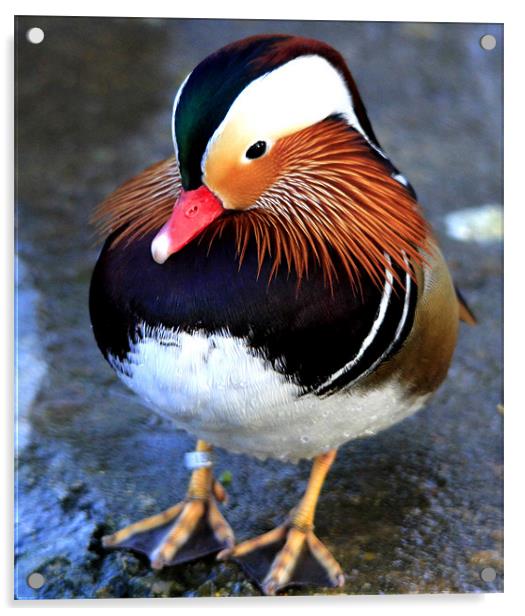The Male Mandarin Duck Acrylic by Mark Lee