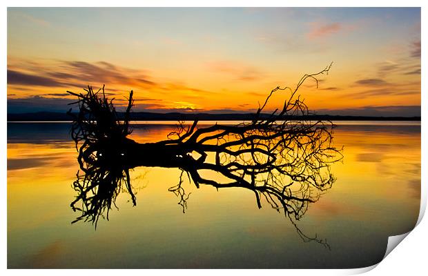 Loch Leven Tree Reflection Print by Adrian Maricic