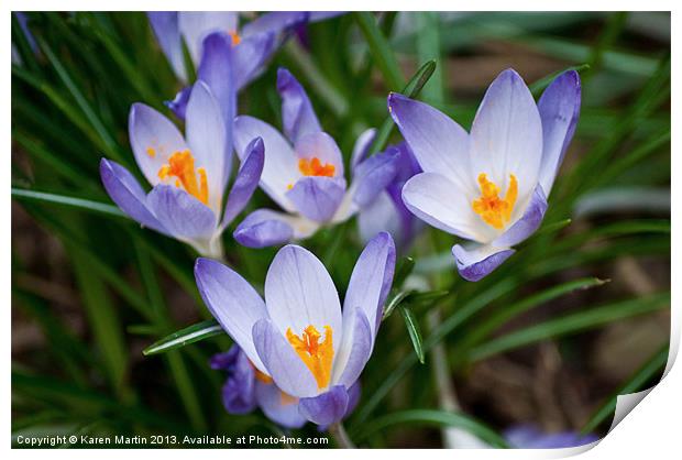 Crocus Print by Karen Martin