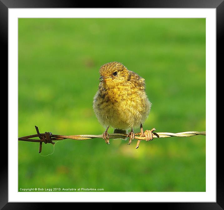 Young Robin Framed Mounted Print by Bob Legg