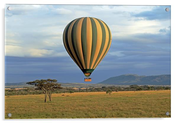 Hot Air Balloon over Serengeti Acrylic by Tony Murtagh