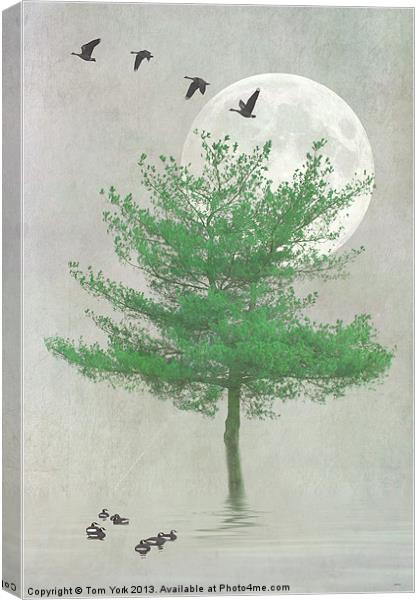 A TREE IN THE MOONLIGHT Canvas Print by Tom York