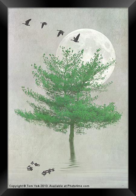 A TREE IN THE MOONLIGHT Framed Print by Tom York