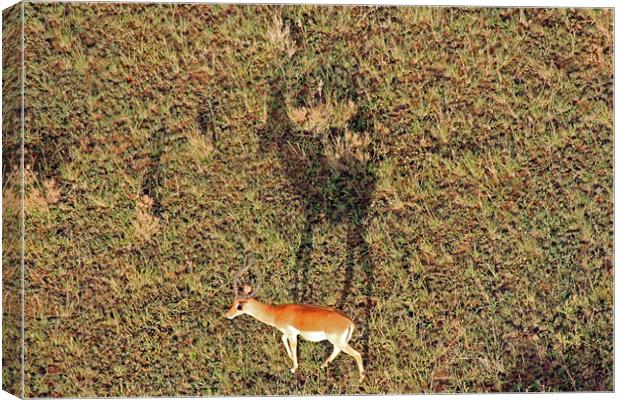 Gazelle on Serengeti Canvas Print by Tony Murtagh