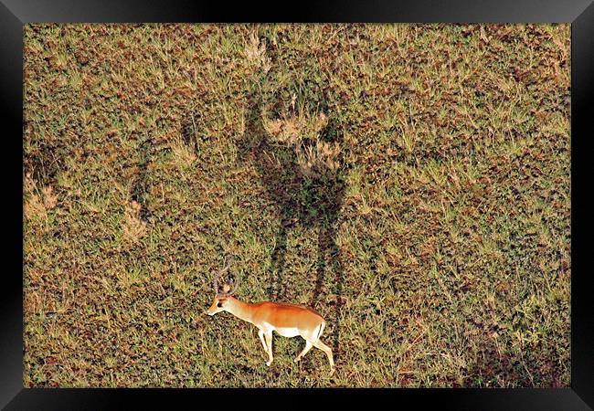Gazelle on Serengeti Framed Print by Tony Murtagh
