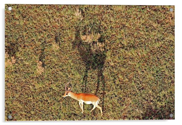 Gazelle on Serengeti Acrylic by Tony Murtagh