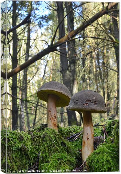 Mushroom Soldiers Canvas Print by Mark  F Banks