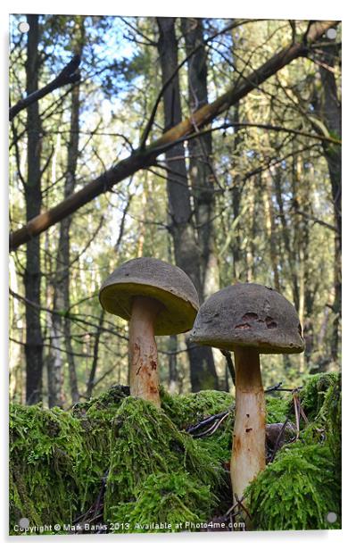 Mushroom Soldiers Acrylic by Mark  F Banks