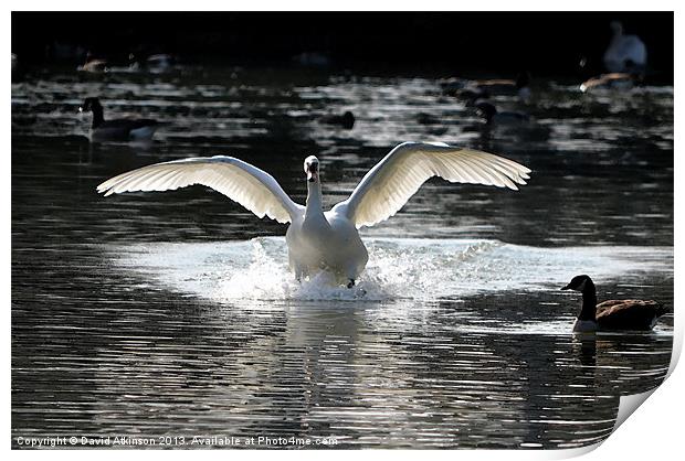 SPLASH LANDING Print by David Atkinson