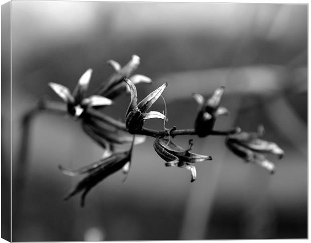 Black and White Plant Canvas Print by Shaun Cope