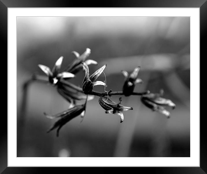 Black and White Plant Framed Mounted Print by Shaun Cope