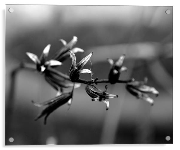 Black and White Plant Acrylic by Shaun Cope