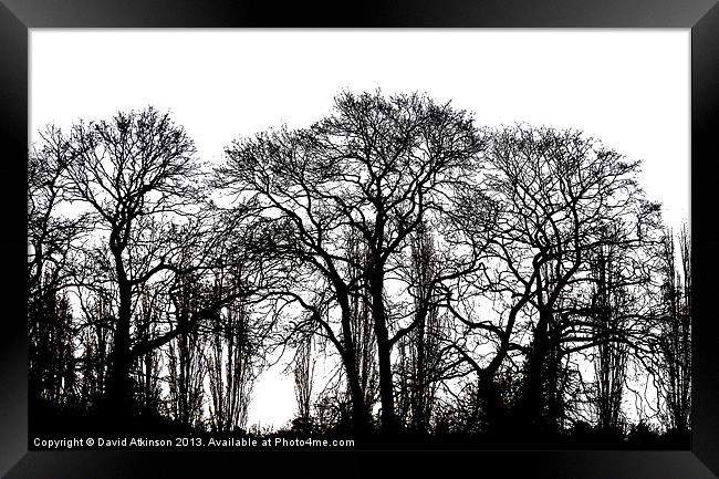 WINTER TREES Framed Print by David Atkinson