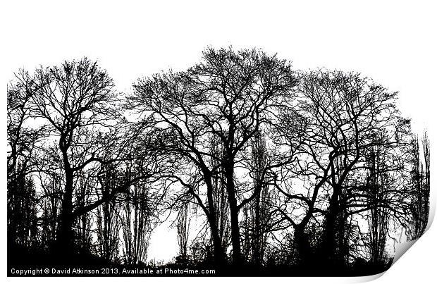 WINTER TREES Print by David Atkinson