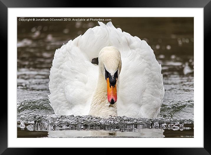 Swan Framed Mounted Print by Jonathan OConnell