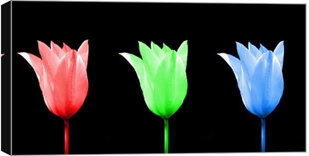 RGB Tulip  Canvas Print by Robin Larner