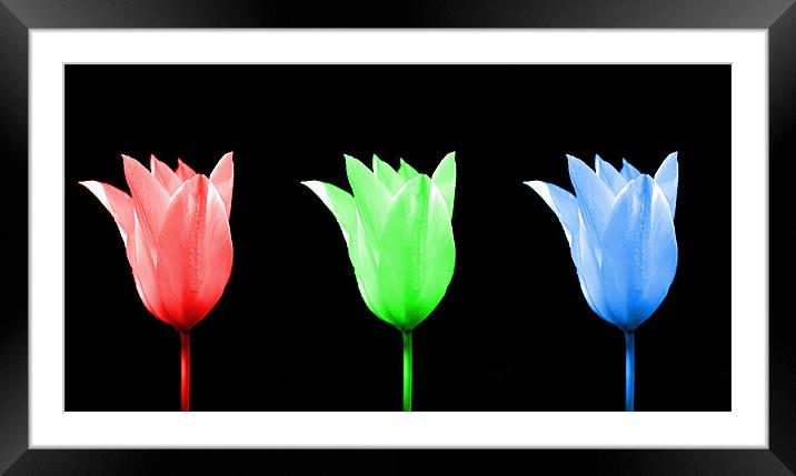 RGB Tulip  Framed Mounted Print by Robin Larner