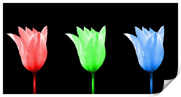 RGB Tulip  Print by Robin Larner