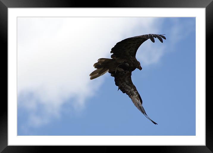 Whistling Kite Feeding On The Wing Framed Mounted Print by Graham Palmer