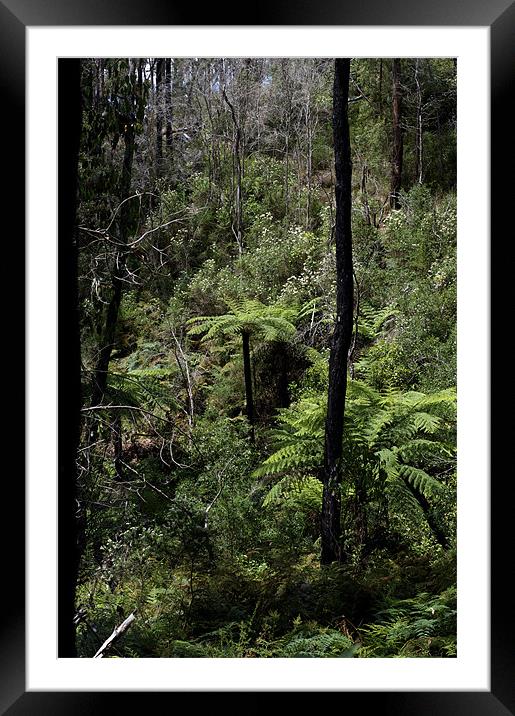 Alpine Forest - Dogwood and Tree Ferns Framed Mounted Print by Graham Palmer