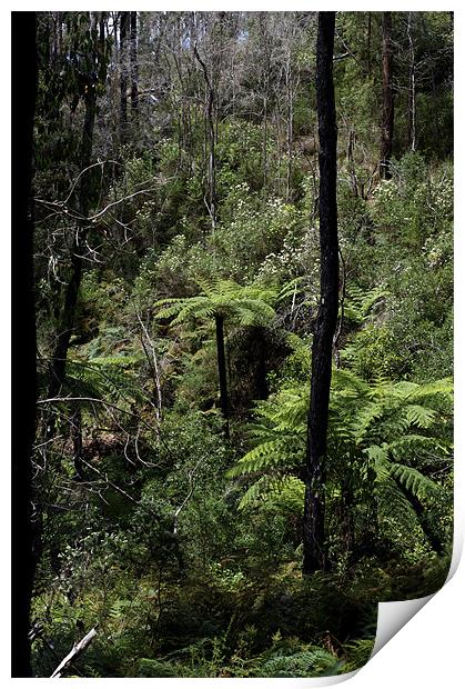 Alpine Forest - Dogwood and Tree Ferns Print by Graham Palmer