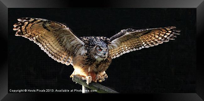 Eagle Owl Framed Print by Dave Burden