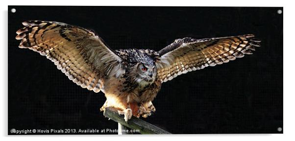 Eagle Owl Acrylic by Dave Burden