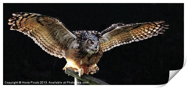 Eagle Owl Print by Dave Burden