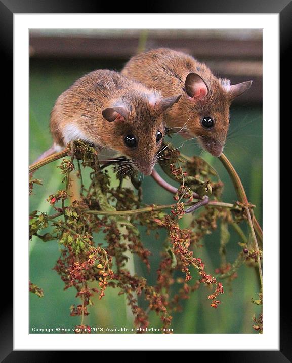 Togetherness Framed Mounted Print by Dave Burden