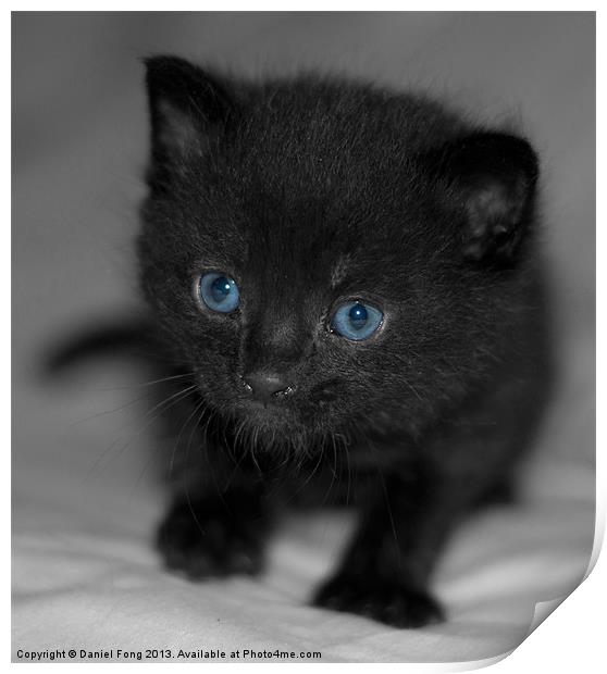 Cute pure black kitten Print by Daniel Fong