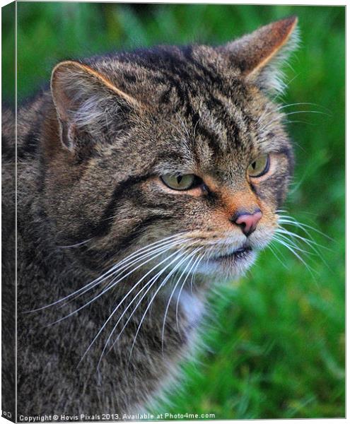 Whiskers Canvas Print by Dave Burden
