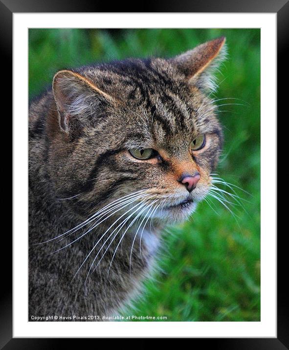 Whiskers Framed Mounted Print by Dave Burden