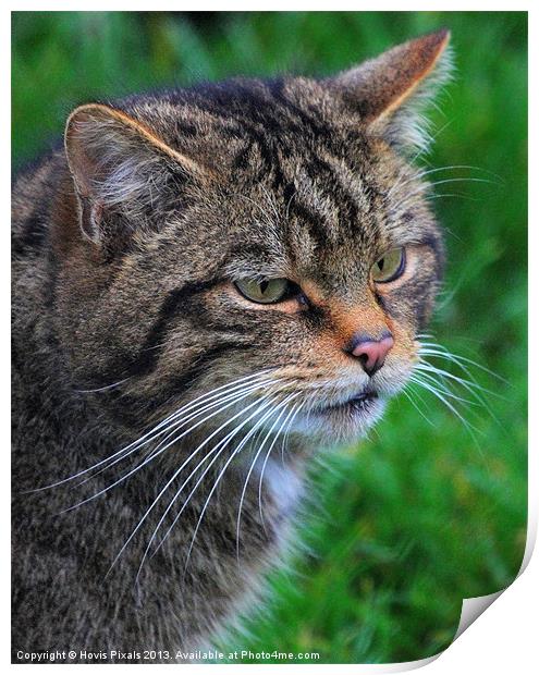 Whiskers Print by Dave Burden