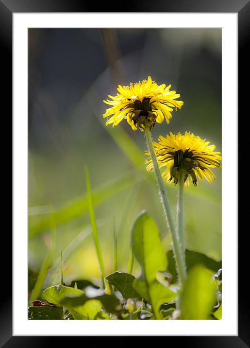 Sunshine on Dandelions Framed Mounted Print by Tracey Selby