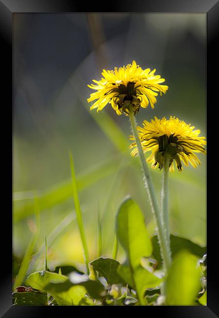 Sunshine on Dandelions Framed Print by Tracey Selby